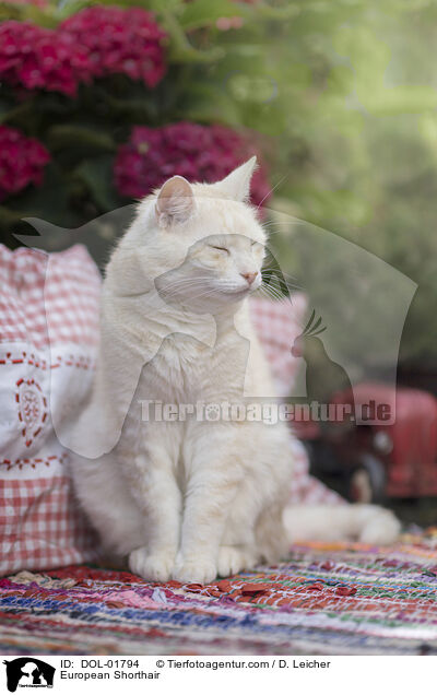 European Shorthair / DOL-01794