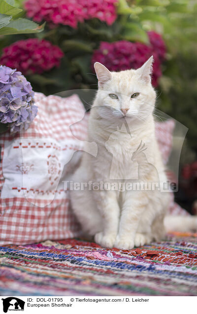 European Shorthair / DOL-01795