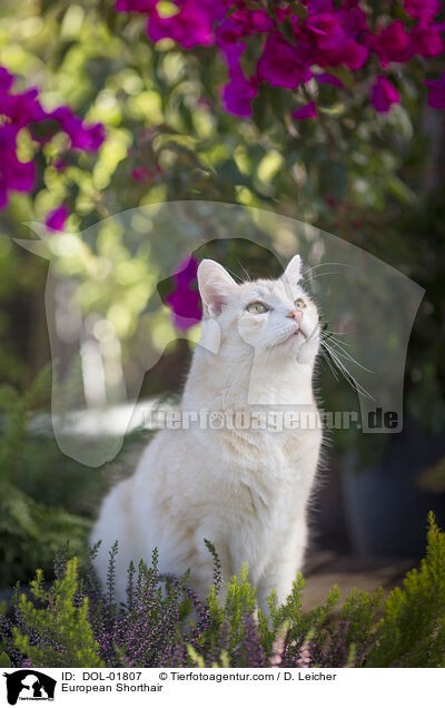 Europisch Kurzhaar / European Shorthair / DOL-01807