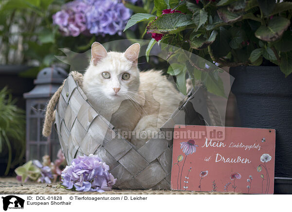 Europisch Kurzhaar / European Shorthair / DOL-01828