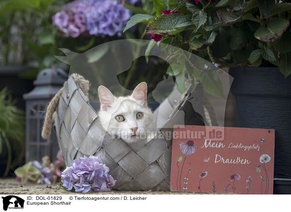 European Shorthair / DOL-01829