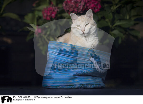 European Shorthair / DOL-01895
