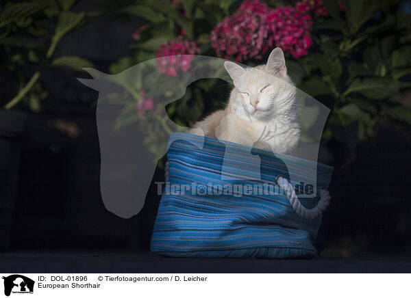 European Shorthair / DOL-01896
