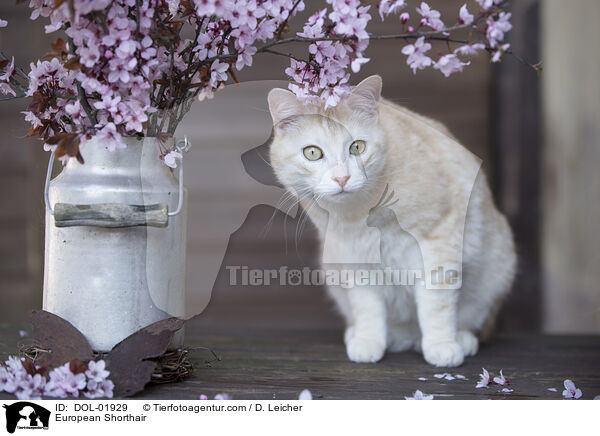 European Shorthair / DOL-01929