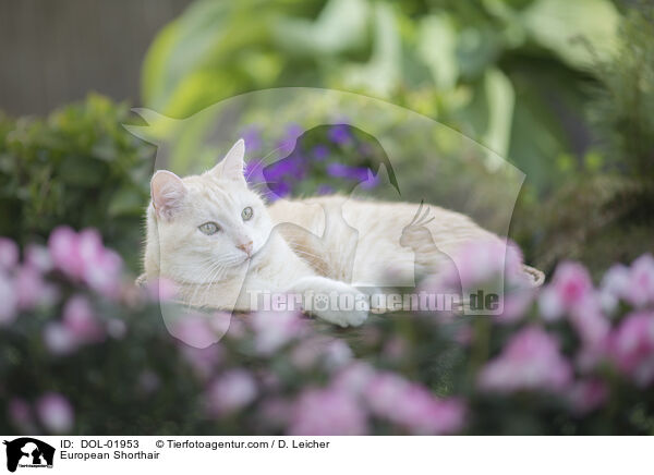 Europisch Kurzhaar / European Shorthair / DOL-01953