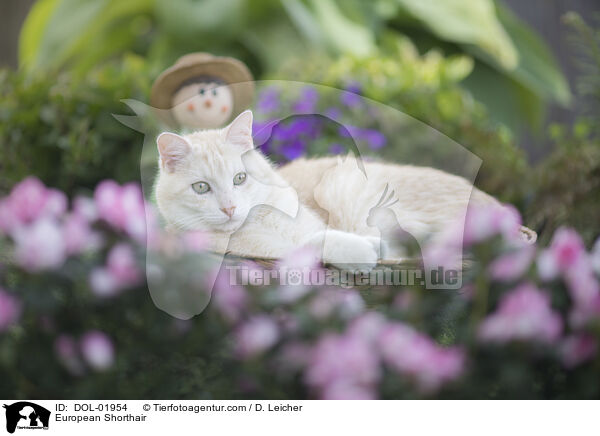 European Shorthair / DOL-01954