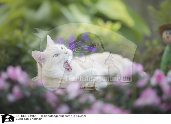 Europisch Kurzhaar / European Shorthair / DOL-01956