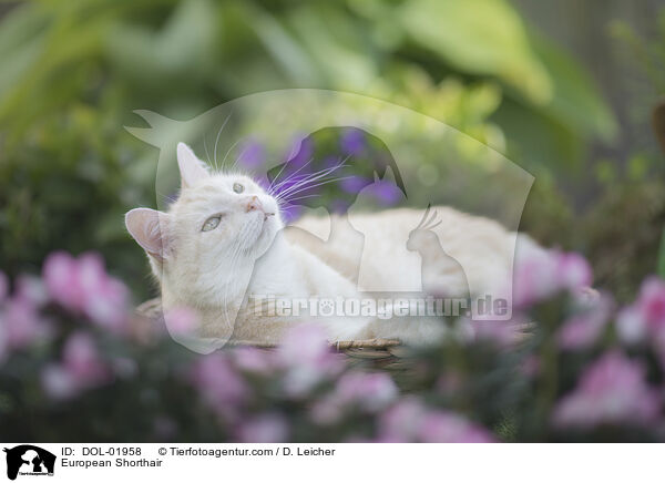Europisch Kurzhaar / European Shorthair / DOL-01958