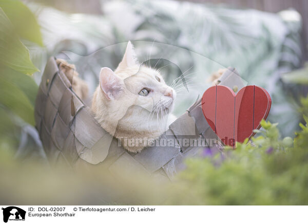 European Shorthair / DOL-02007