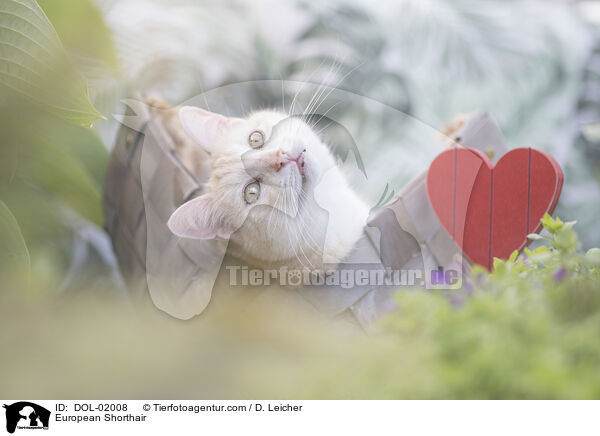 European Shorthair / DOL-02008