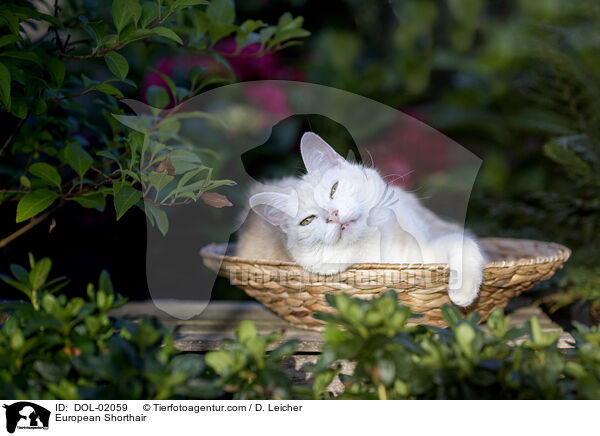 European Shorthair / DOL-02059