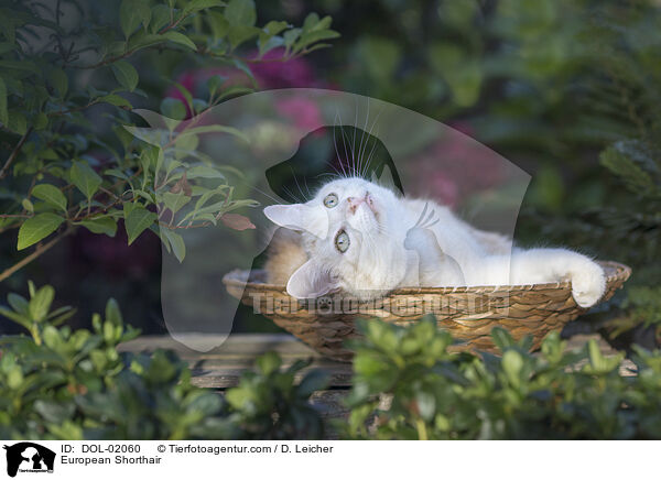 European Shorthair / DOL-02060