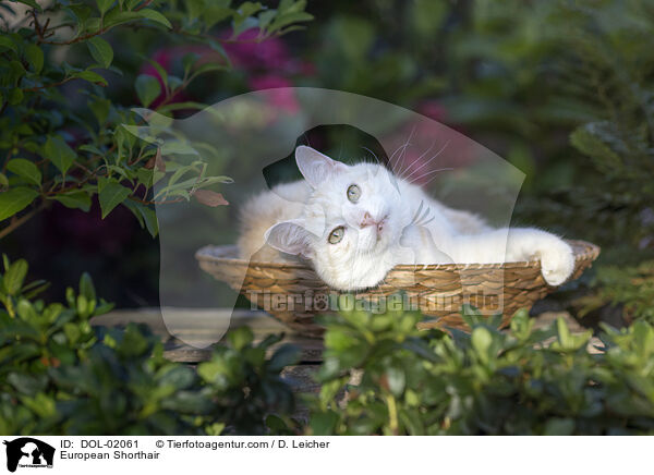 European Shorthair / DOL-02061