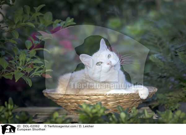 European Shorthair / DOL-02062