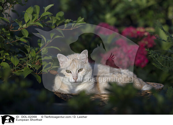 Europisch Kurzhaar / European Shorthair / DOL-02068