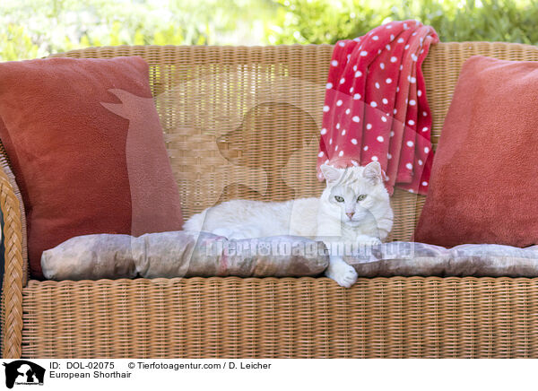 European Shorthair / DOL-02075
