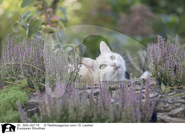 European Shorthair / DOL-02115