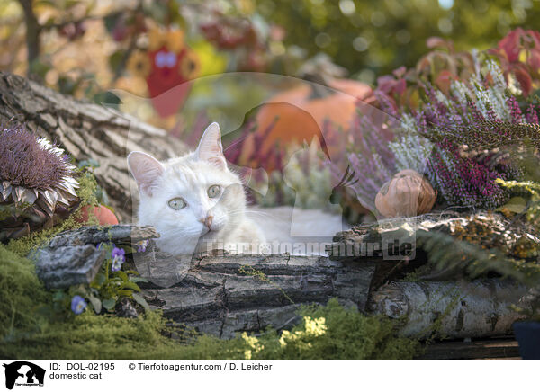 domestic cat / DOL-02195