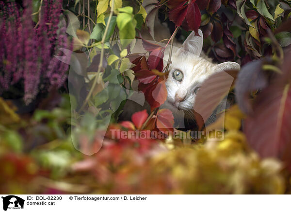 Europisch Kurzhaar / domestic cat / DOL-02230