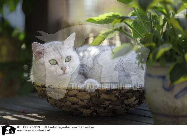 european shorthair cat / DOL-02313