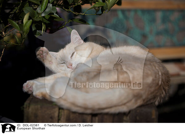 European Shorthair / DOL-02381
