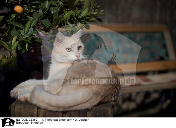 European Shorthair / DOL-02382