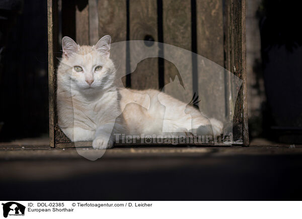 Europisch Kurzhaar / European Shorthair / DOL-02385