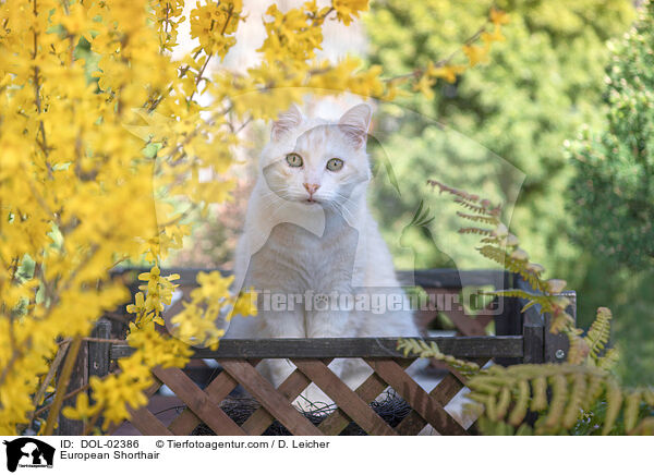 Europisch Kurzhaar / European Shorthair / DOL-02386