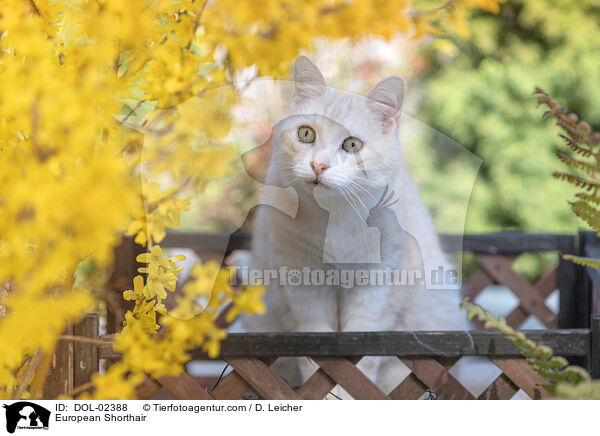Europisch Kurzhaar / European Shorthair / DOL-02388