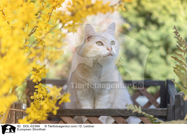 Europisch Kurzhaar / European Shorthair / DOL-02389