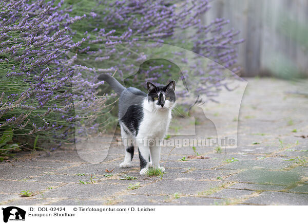 European Shorthair / DOL-02424