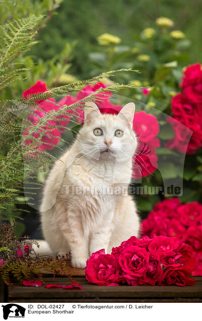 Europisch Kurzhaar / European Shorthair / DOL-02427