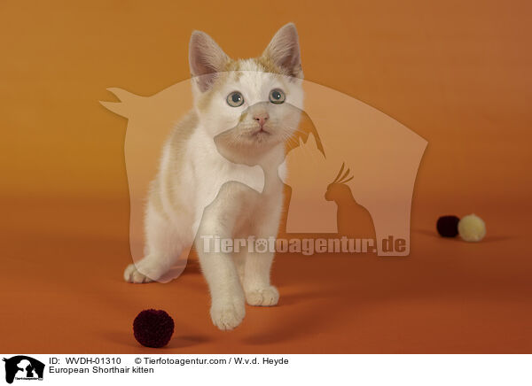Europisch Kurzhaar Ktzchen / European Shorthair kitten / WVDH-01310