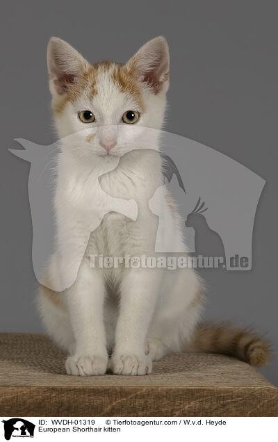 Europisch Kurzhaar Ktzchen / European Shorthair kitten / WVDH-01319
