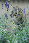 european shorthair portrait