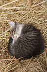 kitten
