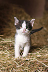 kitten