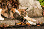 cat is stretching