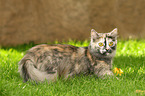 walking European Shorthair