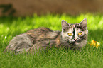 lying European Shorthair