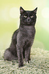 sitting European Shorthair tomcat