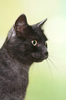 European Shorthair tomcat portrait