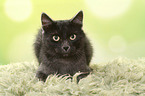 lying European Shorthair tomcat