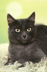 lying European Shorthair tomcat