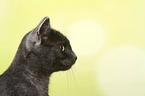 European Shorthair tomcat portrait