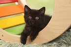 lying European Shorthair Kitten