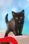 European Shorthair Kitten