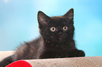 lying European Shorthair Kitten