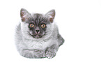 lying European Shorthair Kitten