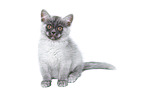 sitting European Shorthair Kitten